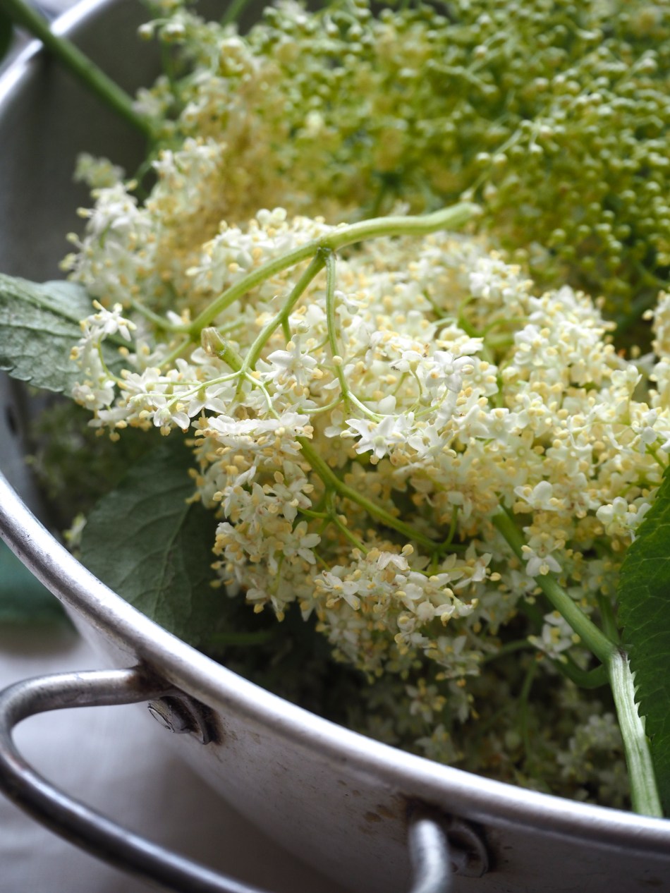 a basin of elderflower blossoms