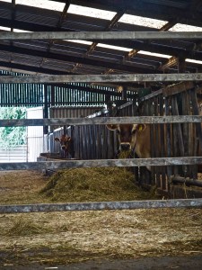 clandeboye-lodge-cows.jpg